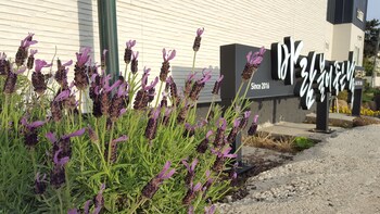 wind jeju cafe and pension