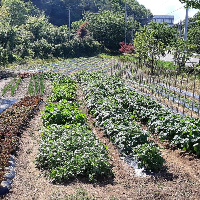 yangyang prime pension