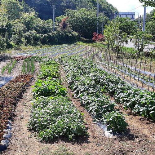 yangyang prime pension