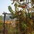 andong