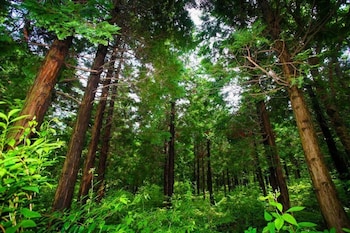 jeju ts youthhostel resort