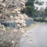 jeju city