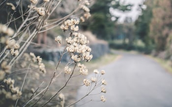 jeju city