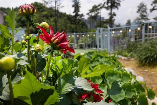 yangyang blue ara pension