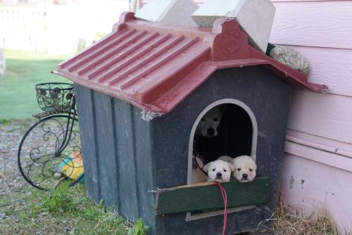 yangyang blue ara pension