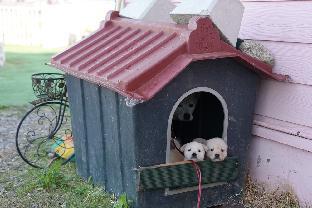 yangyang blue ara pension