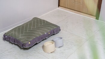 gapyeong venezia dog pension