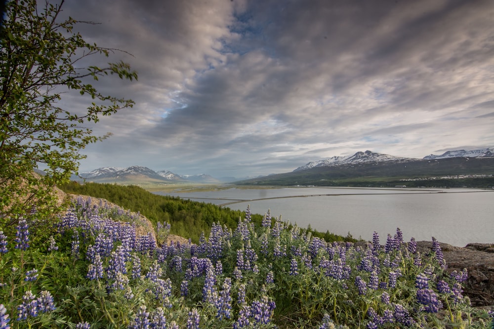 viking cottages and apartments