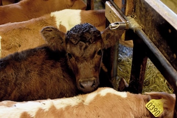 breidamyri farm apartments