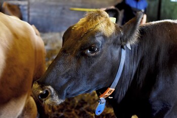 breidamyri farm apartments