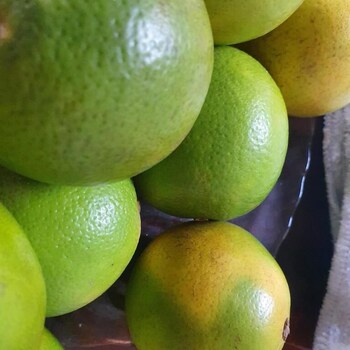 paraiso do tocantins