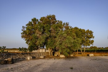 Finca Gomera, Luxury Country House - Adults Only,Cala Pi>>Cala Blava,4 star