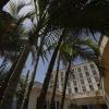 palm camayenne