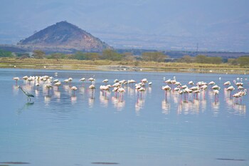 Sirville Lake Elementaita Lodge,Lake Elementaita>>Gilgil,3 star