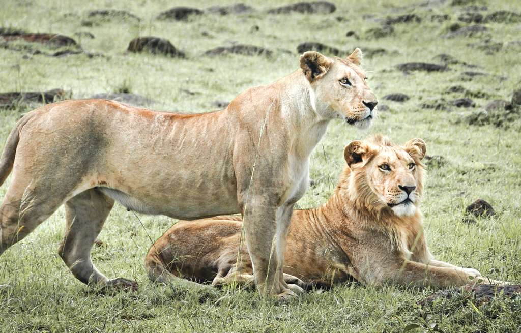 royal mara safari lodge