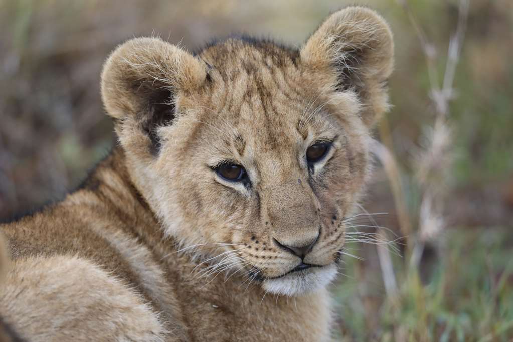 royal mara safari lodge