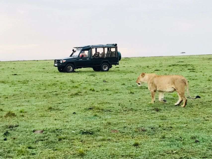 royal mara safari lodge
