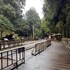 zhuqi