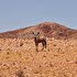 sandfontein