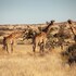 sandfontein