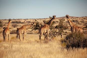 sandfontein