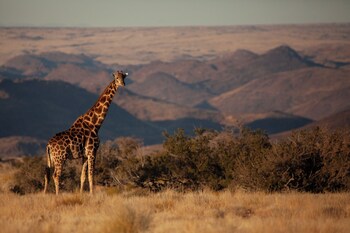 sandfontein