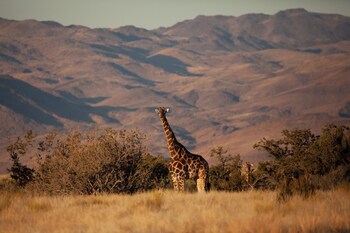 sandfontein