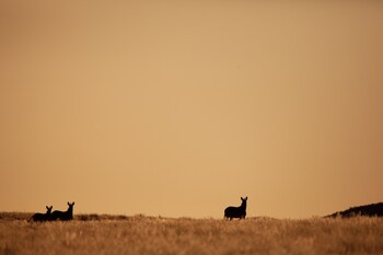 sandfontein