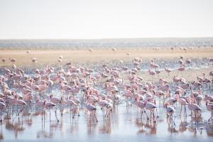flamingo villa boutique hotel