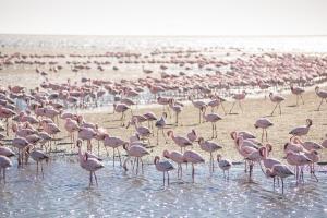 flamingo villa boutique hotel