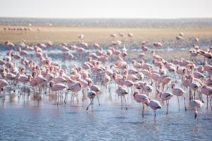 flamingo villa boutique hotel