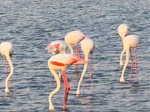 flamingo villa boutique hotel