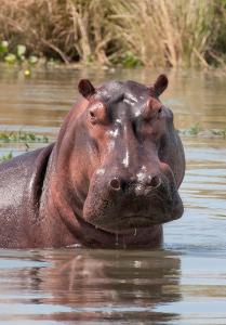 caprivi mutoya lodge and campsite