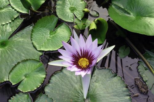 soul spring sanctuary