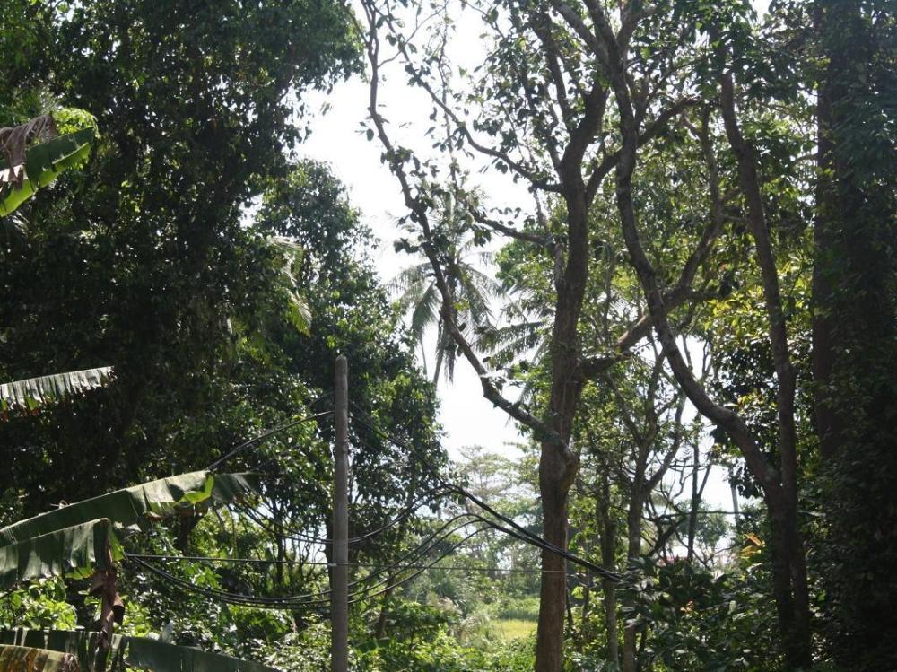 perhentian tropicana inn