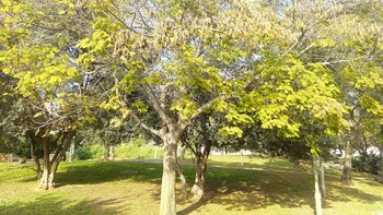 gedera