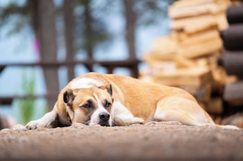 storm mountain lodge cabins and dining