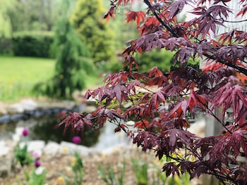 Adventure The Bruce Inn,,3 star