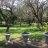 francistown