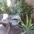 maya guest inn
