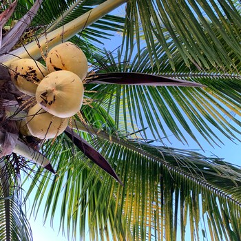 maya beach hotel