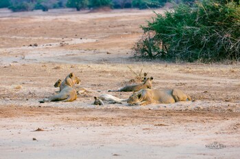 lower zambezi national park