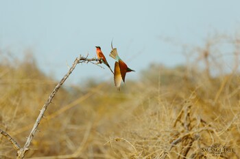 lower zambezi national park