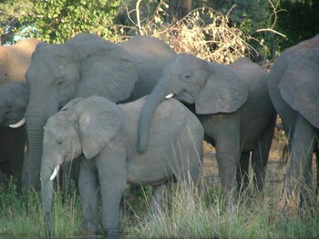 Zambezi Dusk,Livingstone>>Komanyana,4 star