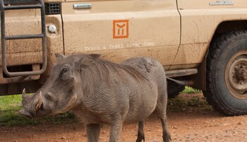 south luangwa national park