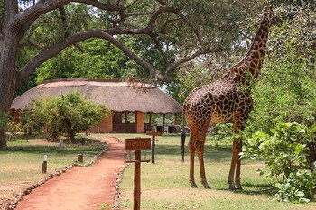 south luangwa national park