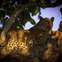 south luangwa national park