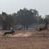 south luangwa national park