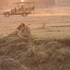 south luangwa national park