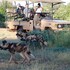 south luangwa national park